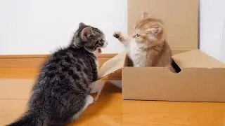 Looking back at kittens Coco and Mimi, who have been in a fierce fight