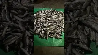 Chisopaniko Asala machha 🇳🇵🇳🇵