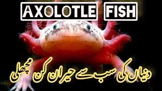 Amazing facts about axolotl fish Urdu Hindi