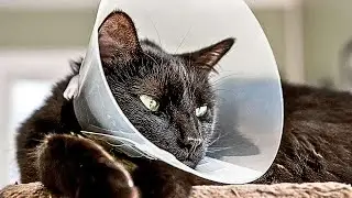 How Cats Fix Themselves - The Amazing Self-Healing Abilities of Felines