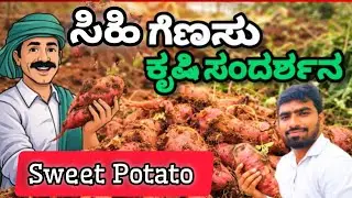 ಸಿಹಿ ಗೆಣಸು ಕೃಷಿ ಸಂದರ್ಶನ|Sweet Potato Agriculture Interview.