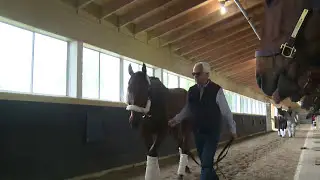 American Pharoah Walks Barn 1 with Bob Baffert