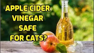 Can My Cat Drink Apple Cider Vinegar?