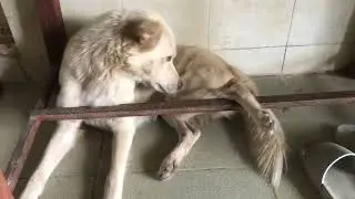 Golden dog play fun group tired sleep clean his body #puppies #dog #breeding