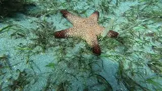 muck dive Filipinas