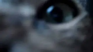 Lemur Extreme Close Up