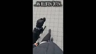 Dorfnasen Hundetraining - Leinenf&uuml;hrigkeit