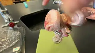 Lab 18: Brainstem