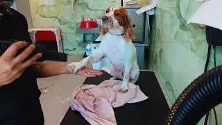 Your Cat Groomer Grooms A Dog Today ( English Cocker Spaniel)