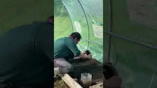 Propagaci&oacute;n de Array&aacute;n o Luma apiculata.