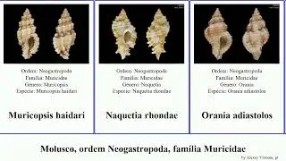 Molusco, ordem Neogastropoda, fam&iacute;lia Muricidae favartia muricopsis mollusca nobilis secunda Thais