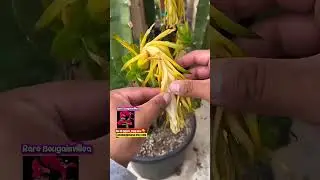 Post-pollination: Remove flowers! Boost dragon fruit! #farming #farmingtips