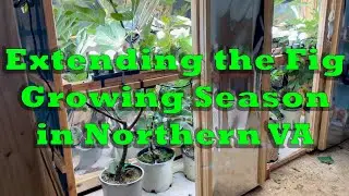 Extending the Fig Growing Season in Northern Virginia
