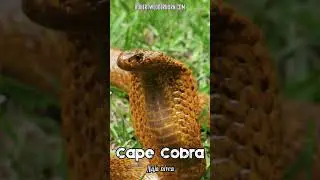 Beautiful Cape Cobra Raising a Hood