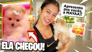 GANHEI UMA CACHORRINHA  MUITO FOFA!!