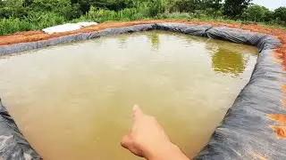 Com uma semana no tanque as til&aacute;pias j&aacute; podem ser pescadas