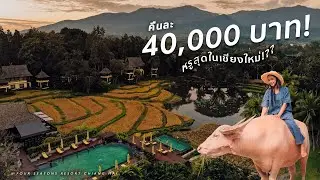 Stay at a luxury resort in Chiang Mai for 40,000 baht a night! Try riding a white buffalo for the...