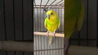 Experience the Delight of Budgie Sounds! 🌈 #BirdMagic