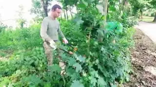 Levický okrášľovací spolok | Naše Mesto 2019