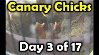 Canary Chicks Growth  Day 3 of 17 | Birds Mentor 🔥 🔥 🔥