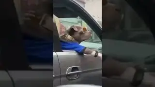 cool dog | funny dog in car with glasses on #dogwithglasses #shorts #shorts