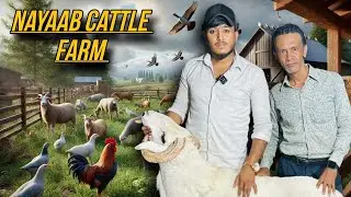 Razak Playa Nayaab Cattle Farm | Sheep & Expert Horse Training in Bagalur
