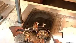 African Stories II - Little birds on high demand - Quail-Farming