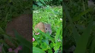 Wild Brazilian Guinea Pig - The Capybara's Smaller Cousin!