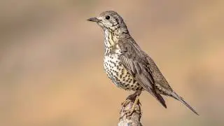 Het geluid van de Grote Lijster - Natuur en vogel geluiden om de Grote Lijster te herkennen | 10 uur