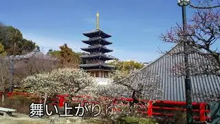 Cover  「天城越え」石川さゆり　PINK ROUGE