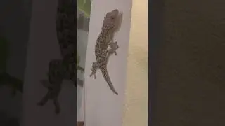 🦎 #bali #gekko #gekkogecko #токи