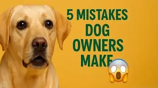 5 Mistakes Dog Owners Make (And How to Avoid Them) 🐶
