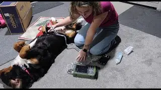 Finding out if our Bernese Mountain Dog is pregnant? 🐾 | DIY ultrasound | Blissful Berners