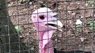 Unicorn Turkey Ecomuseum Zoo Quebec Canada