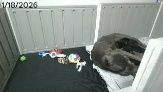 Puppy Cam (1/18/26)