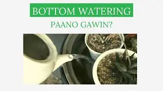 Bottom Watering tagalog Paano Gawin?