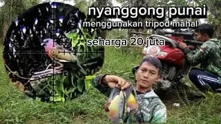 ‼️HUNTING PUNAI MENGGUNAKAN TRIPOD SEHARGA 20 JUTA‼️