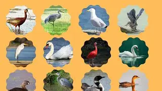 40 Water Birds Name in English|Beautiful Birds|aquatic birds|Water Birds Vocabulary