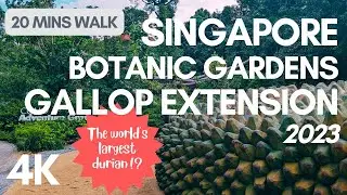 [4K - Virtual Walk] Gallop Extension / Singapore Botanic Gardens / Giant-sized seed!? : July 2023