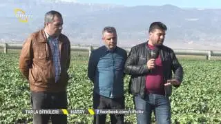 Tarla Bitkileri-Turpta Ekim Zamanı ve Sulama...