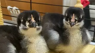 Mastering Dry Hatching: The Easiest Way to Hatch Chicks!