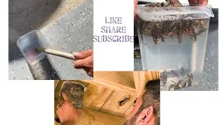 How To Destroy Wasp&rsquo;s Nest using water and dish soap - quick and easy
