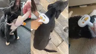 Stop Pet Shedding Instantly! 💦 Pet Spray Hair Comb for Cats & Dogs