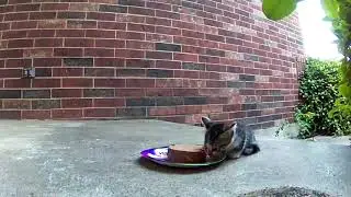 TINY NOMS