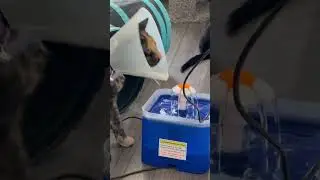 Cone of Shame #cat #cuteanimals #kittens #kitten #cute #catlover #funny #fyp #video