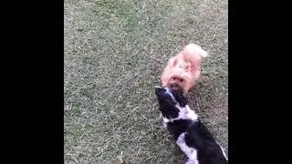Puppies Fighting video Compilation 2021 / Cute Puppies video - Dogs fight video