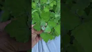 Why This Wild Edible Is Better Than Spinach #lambsquarters