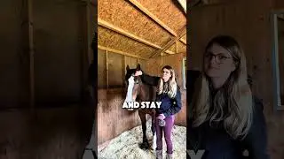 Why Do Horses Sleep Standing Up?
