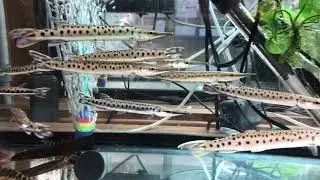 Spotted Pike Characin (False Spotted Pike)