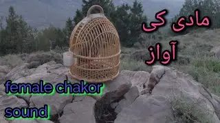 shikari madi ki khobsurat awaz Keklik sesi dasi madi chakor sound #shortvideo#birds#animals#hunting